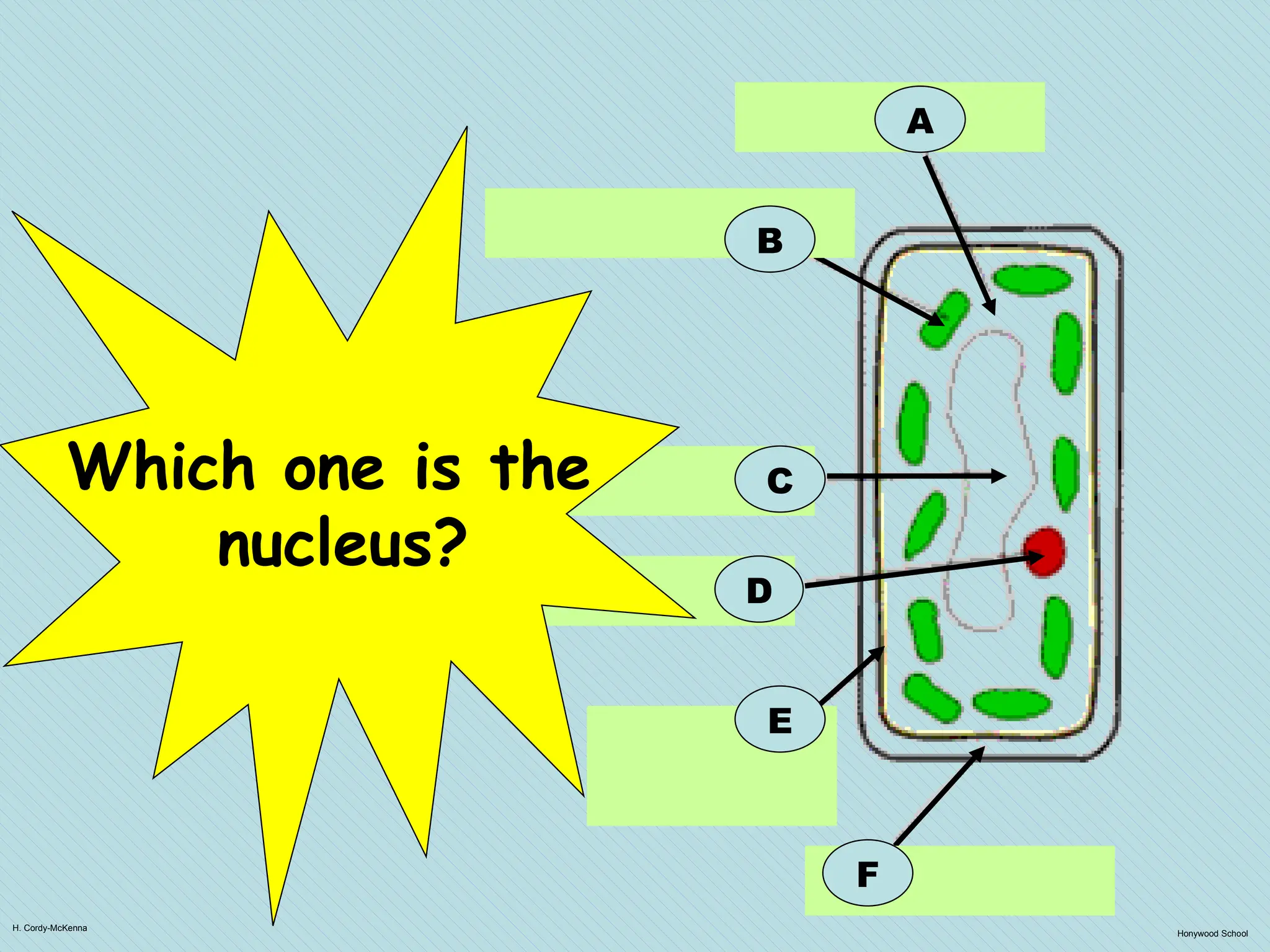 H. Cordy-McKenna
Honywood School
A
B
F
C
D
E
Which one is the
nucleus?
 
