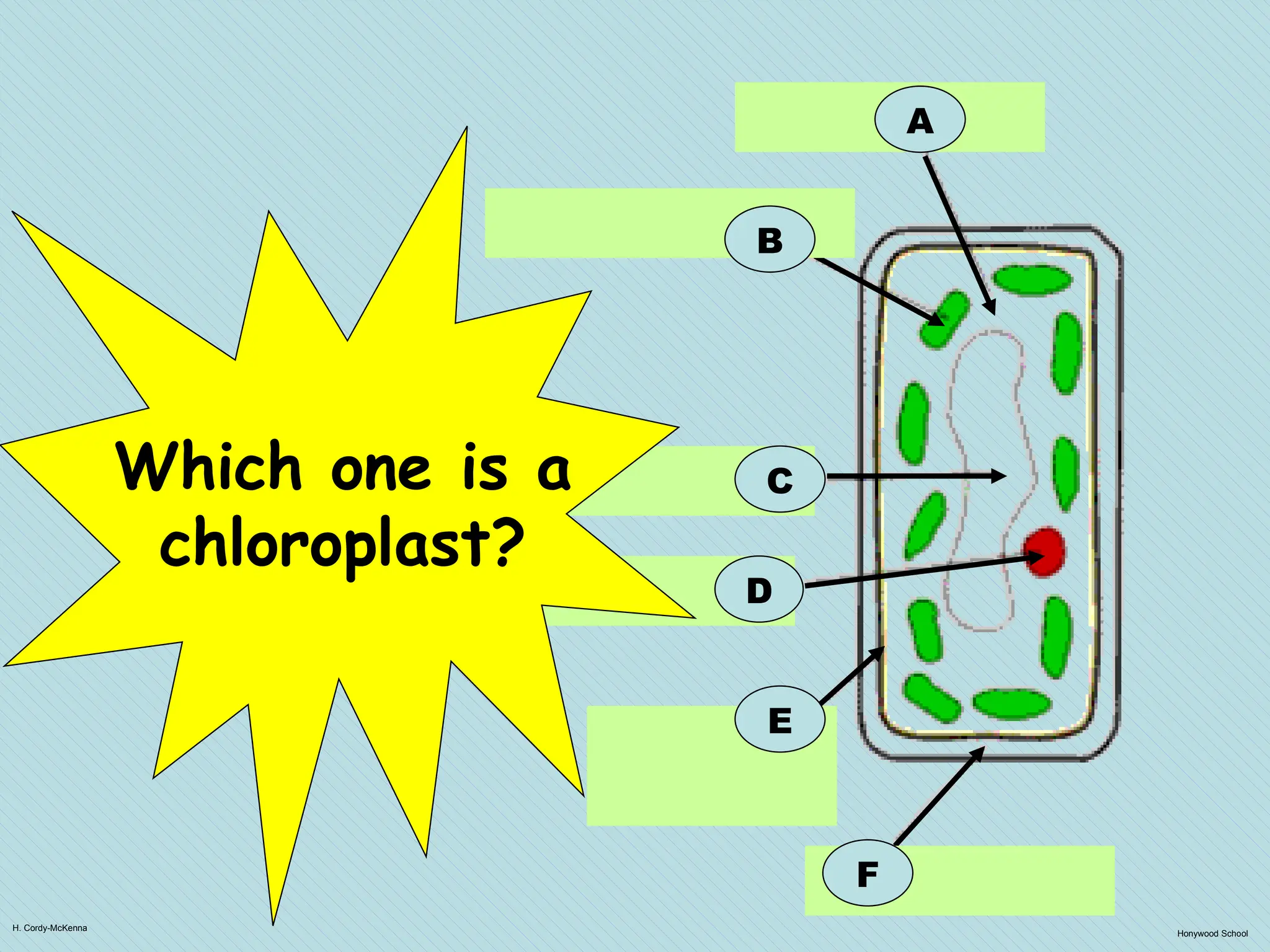 H. Cordy-McKenna
Honywood School
A
B
F
C
D
E
Which one is a
chloroplast?
 