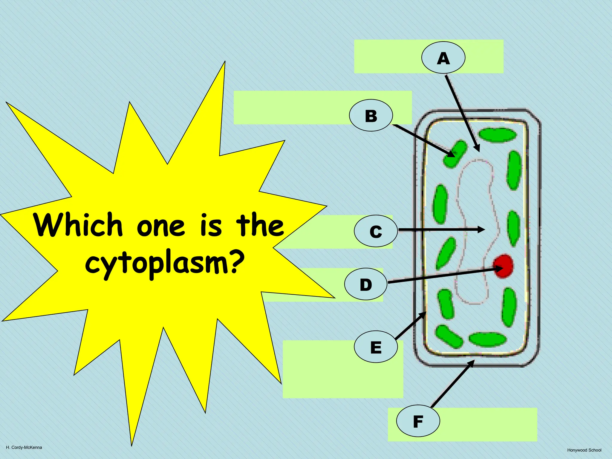 H. Cordy-McKenna
Honywood School
A
B
F
C
D
E
Which one is the
cytoplasm?
 
