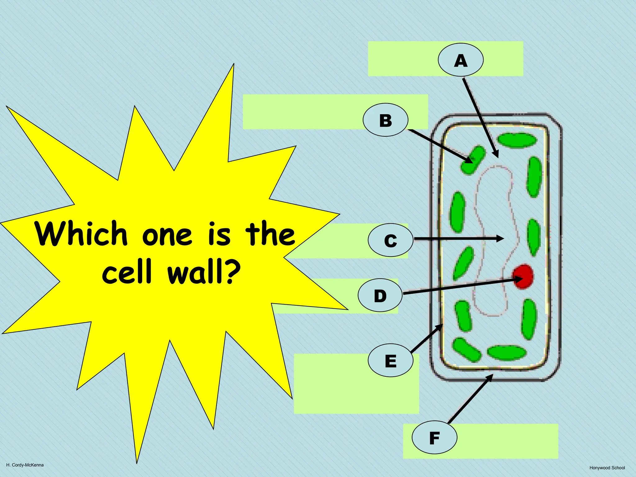 H. Cordy-McKenna
Honywood School
A
B
F
C
D
E
Which one is the
cell wall?
 