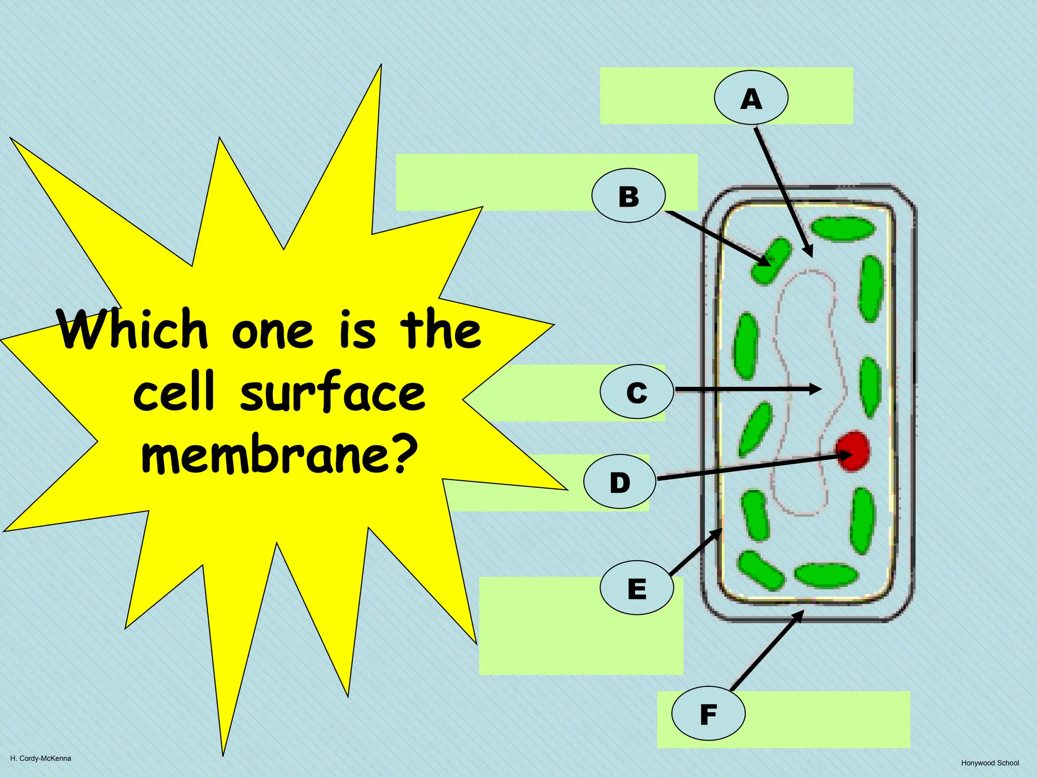 H. Cordy-McKenna
Honywood School
A
B
F
C
D
E
Which one is the
cell surface
membrane?
 