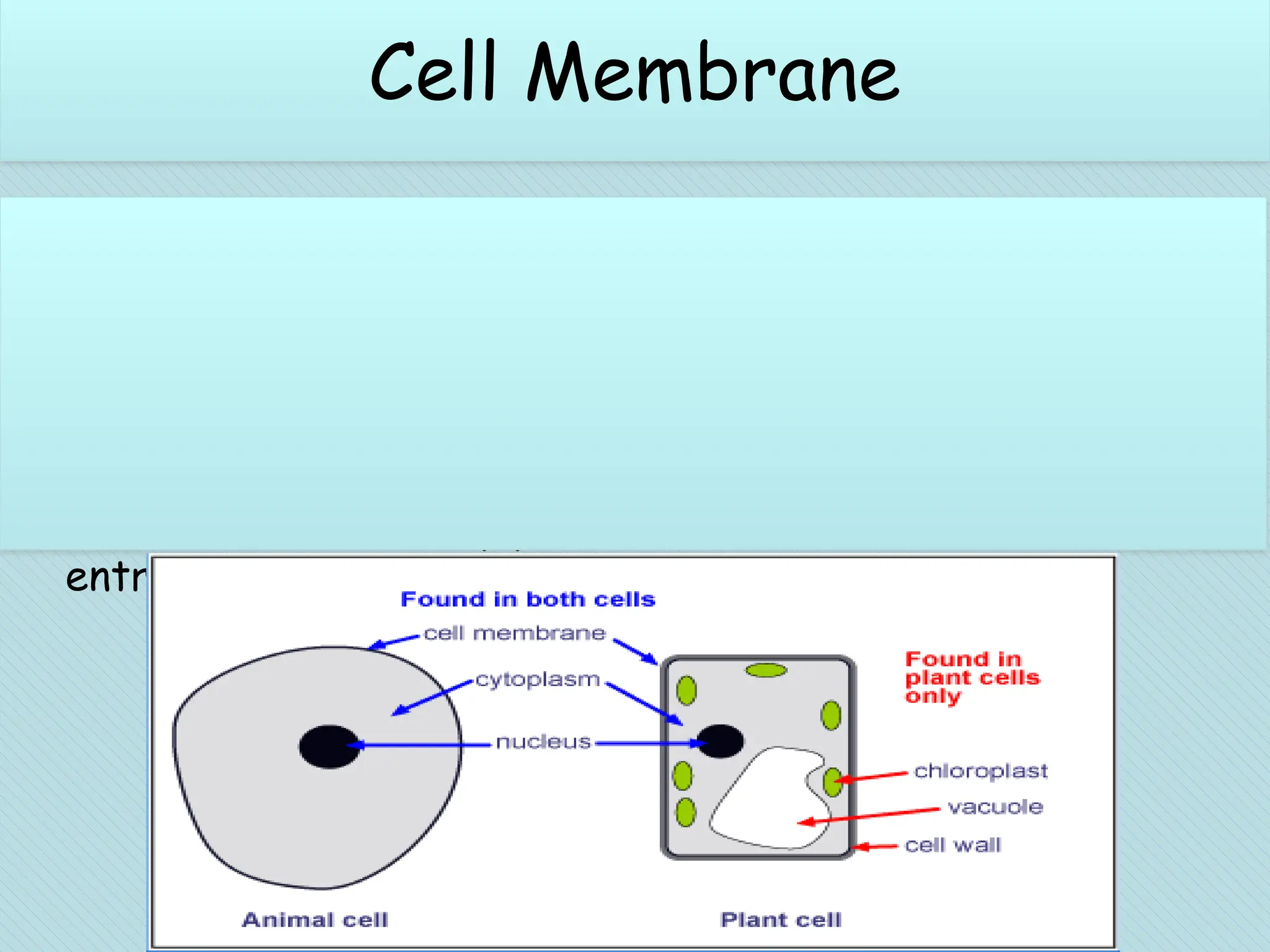 Cell membrane
Outermost covering of the cell.
Separates the content of cell from its external
environment
Also called selectively permeable membrane because allows
entry and exit of some materials only.
Cell Membrane
 