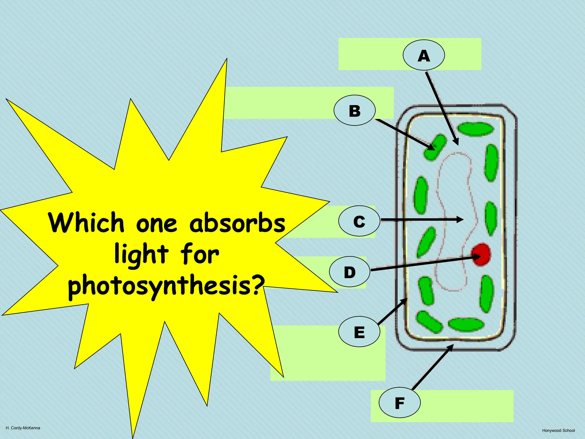 H. Cordy-McKenna
Honywood School
A
B
F
C
D
E
Which one absorbs
light for
photosynthesis?
 