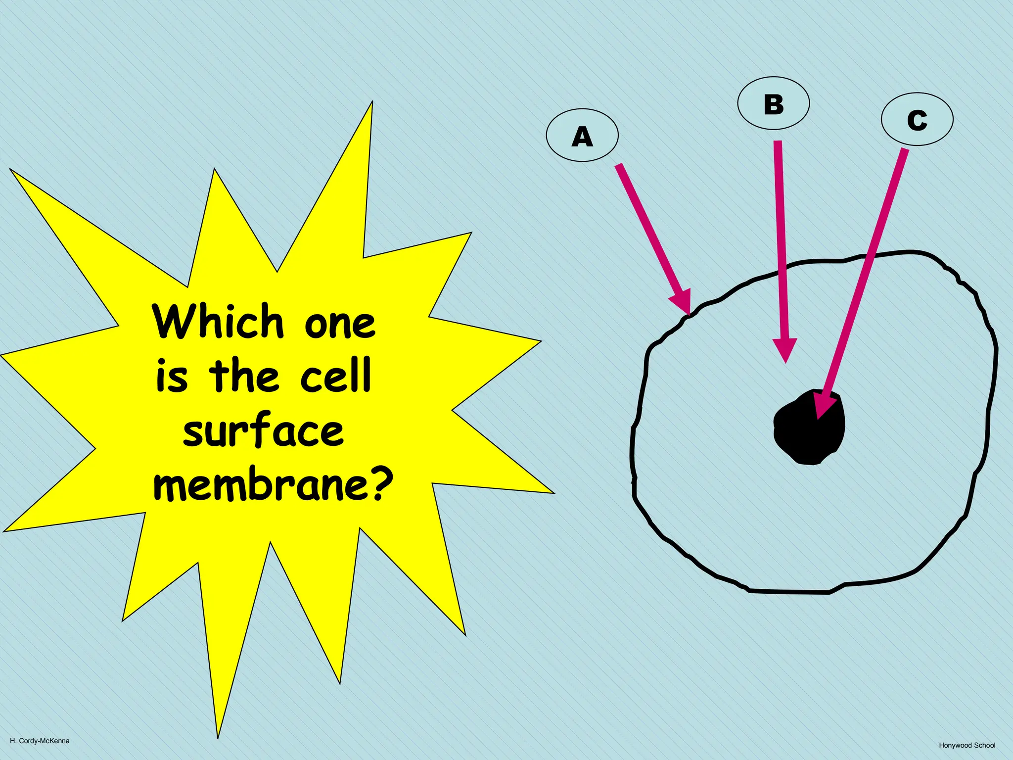 H. Cordy-McKenna
Honywood School
A
B
C
Which one
is the cell
surface
membrane?
 
