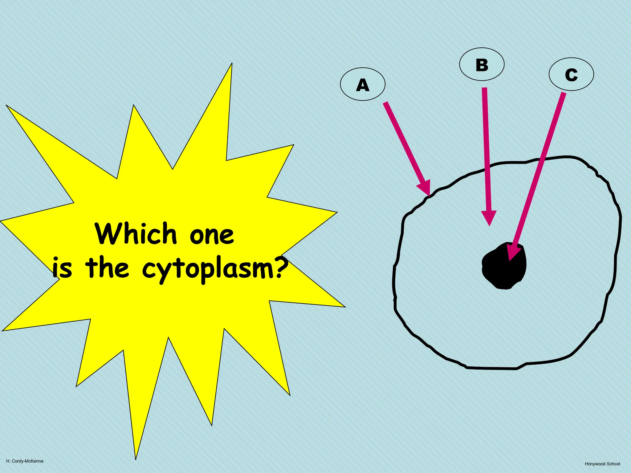 H. Cordy-McKenna
Honywood School
A
B
C
Which one
is the cytoplasm?
 