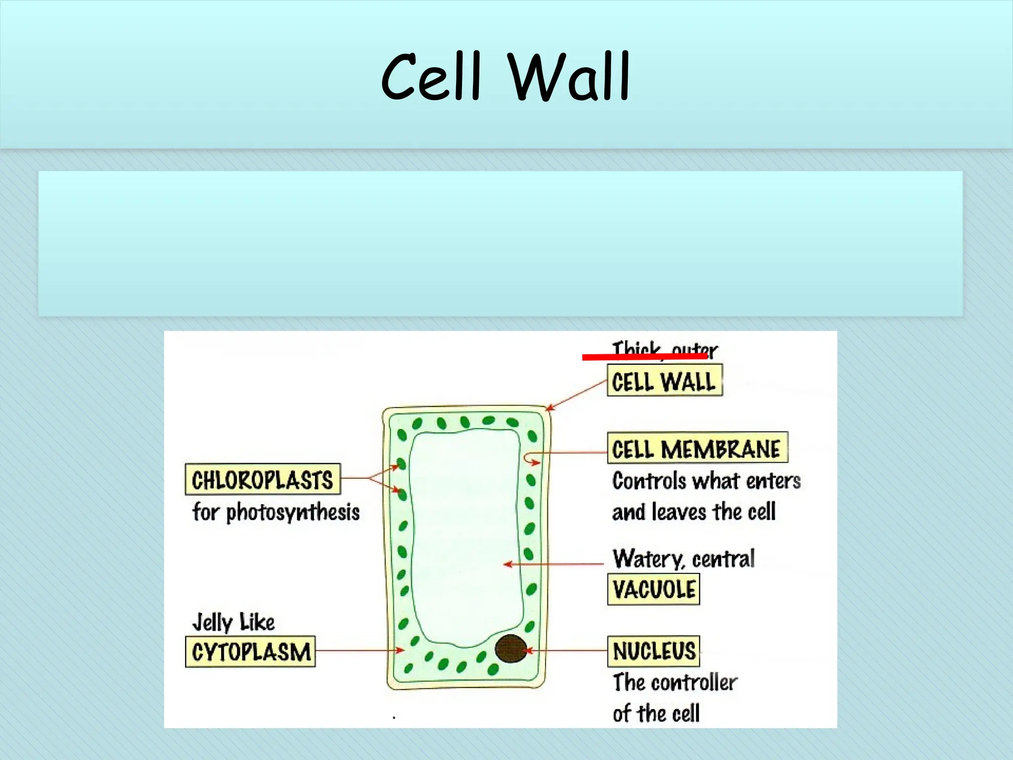 Cell wall (plant cells)
Extra rigid outer covering in plant cells
Composed of cellulose
Provide structural strength to plants.
Cell Wall
 