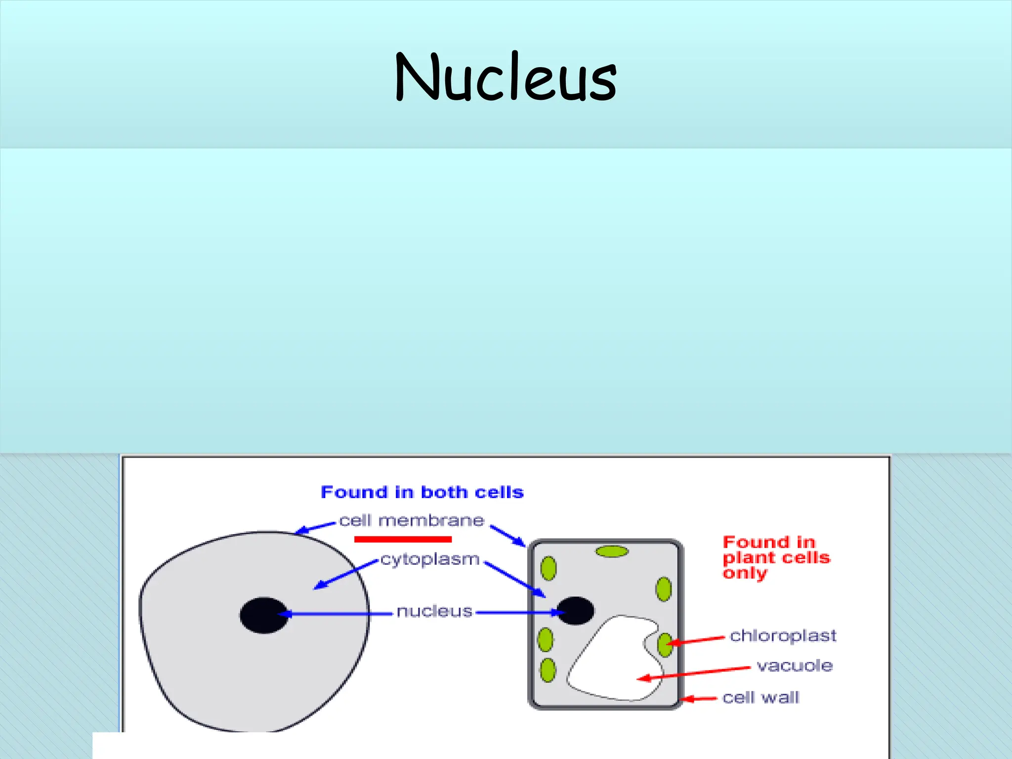 Nucleus
Having double layered covering called nuclear membrane.
Nuclear membrane has pores through which exchange of
material takes place.
Contains chromosomes having genetic information in the
form of DNA ( Deoxyribo Nucleic Acid ).
Plays central role in cellular reproduction
Control all activities of cell.
Nucleus
 