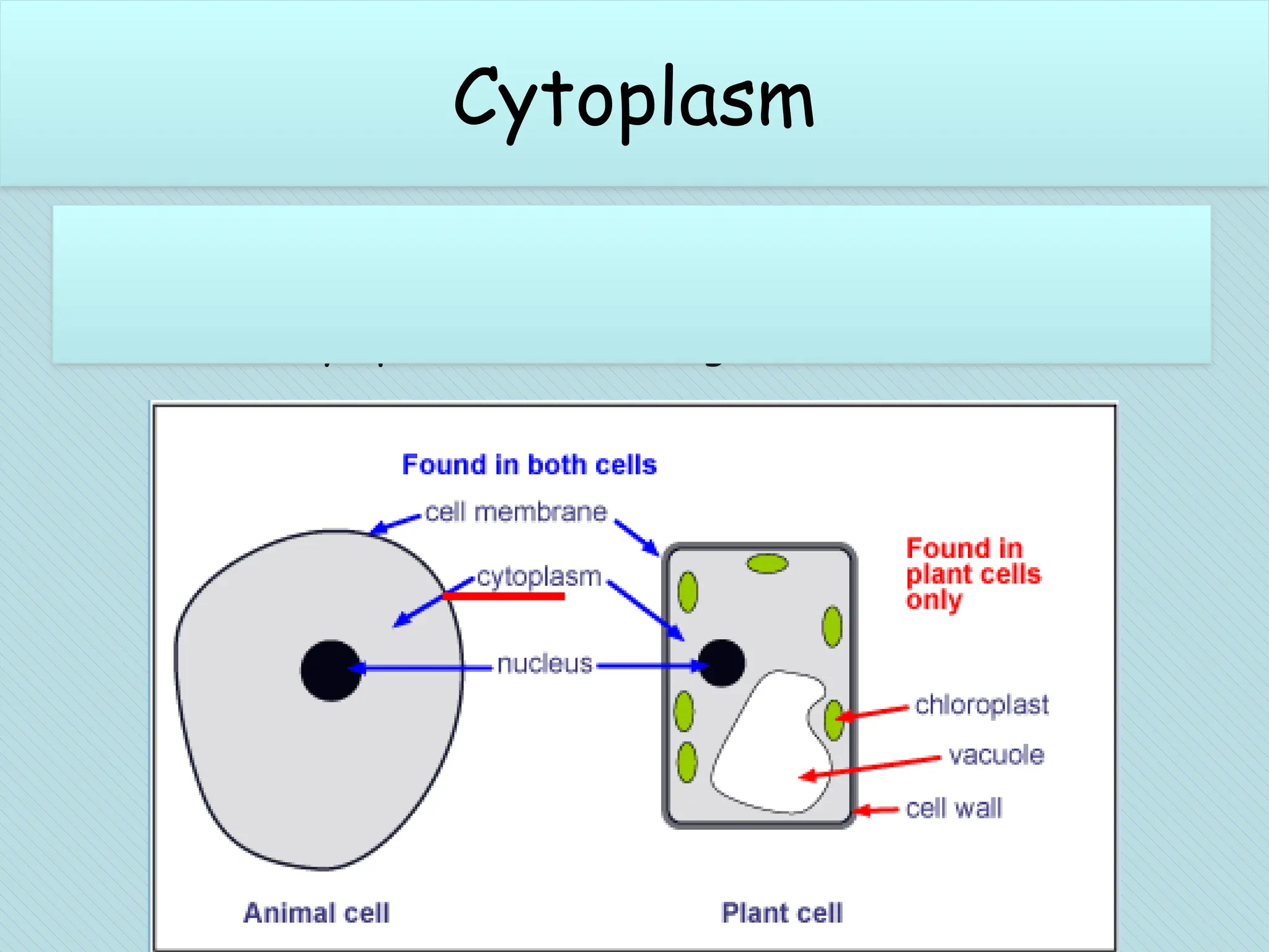 Cytoplasm
Jelly-like mixture of chemicals where most of the
work of the cell takes place
Contains many specialised cell organelles.
Cytoplasm
 