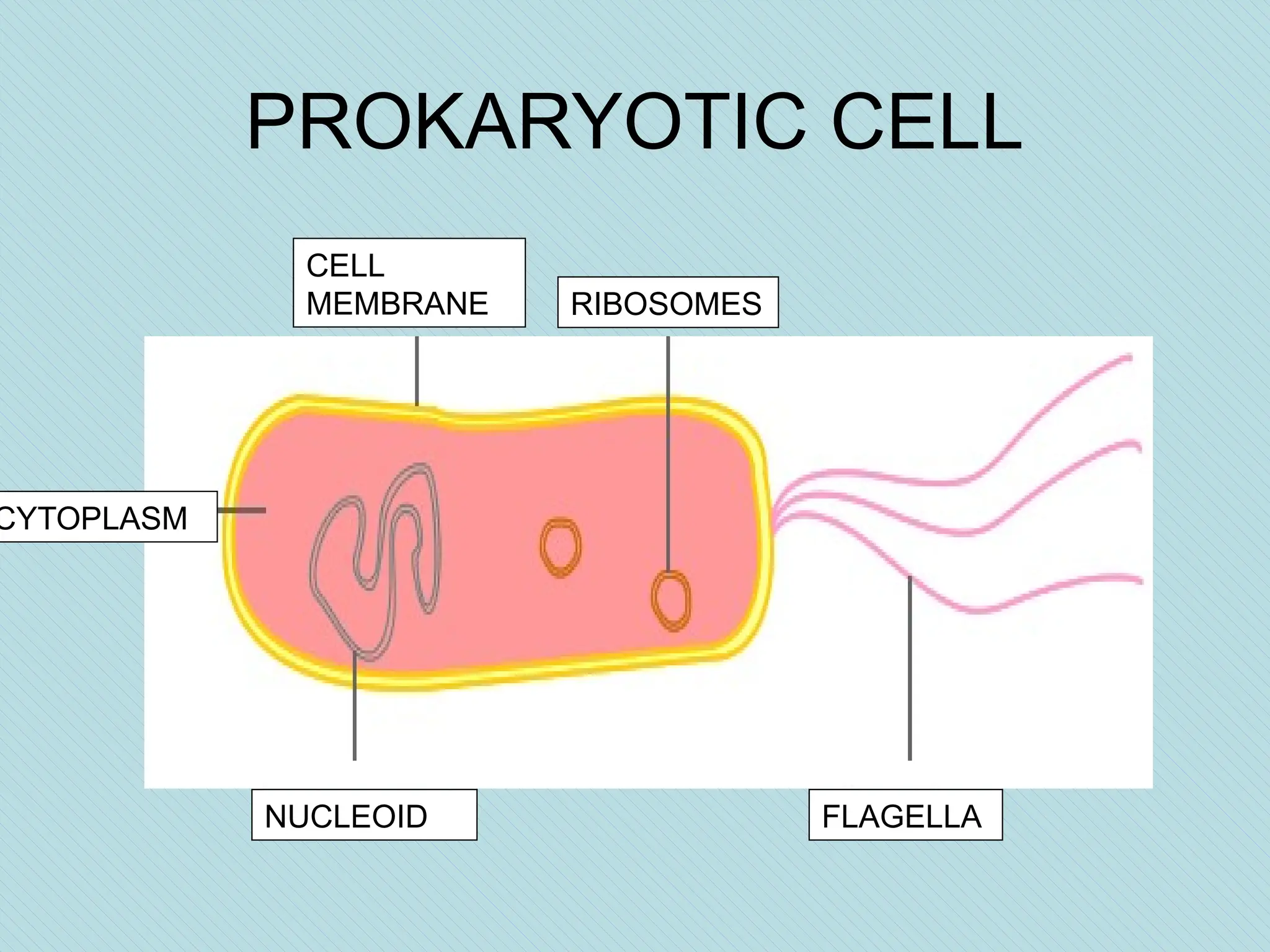 PROKARYOTIC CELL
CELL
MEMBRANE
CYTOPLASM
NUCLEOID
RIBOSOMES
FLAGELLA
 