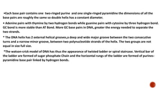 •Each base pair contains one two-ringed purine and one single-ringed pyramidine the dimensions of all the
base pairs are roughly the same so double helix has a constant diameter.
• Adenine pairs with thymine by two hydrogen bonds while guanine pairs with cytosine by three hydrogen bond.
GC bond is more stable than AT Bond. More GC base pairs in DNA, greater the energy needed to separate the
two strands.
* The DNA helix has 2 external helical grooves,a deep and wide major groove between the two consecutive
turns and a narrow minor groove, between two polynucleotide strands of the helix. The two groups are not
equal in size full size.
*The watson-crick model of DNA has thus the appearance of twisted ladder or spiral staircase. Vertical bar of
the ladder are formed of sugar phosphate Chain and the horizontal rungs of the ladder are formed of purines-
pyramidine base pair linked by hydrogen bonds.
 