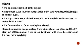 SUGAR
• The pentose sugar is a 5 carbon sugar.
•The pentose sugar found in nucleic acids are of two types deoxyribose sugar
and ribose sugar.
• The sugar in nucleic acid are furanose: 5 membered ribose in RNAs and 2-
deoxyribose in DNAs.
• The five-membered furanose ring is puckered .
•It can be puckered in an envelope from with 4 atoms in a plane and the 5th
atom out of this plane; or it can be in a twist from with two adjacent atom of
the five- membered ring.
 