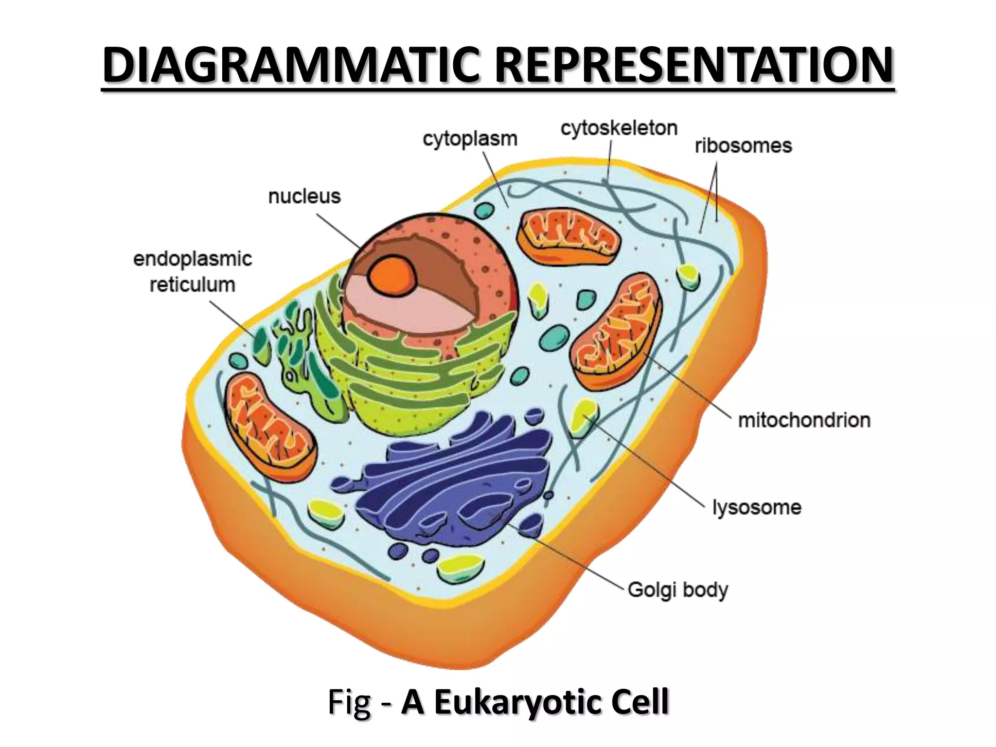 Structural organization of eukaryotic cells 1 (1) | PPTX