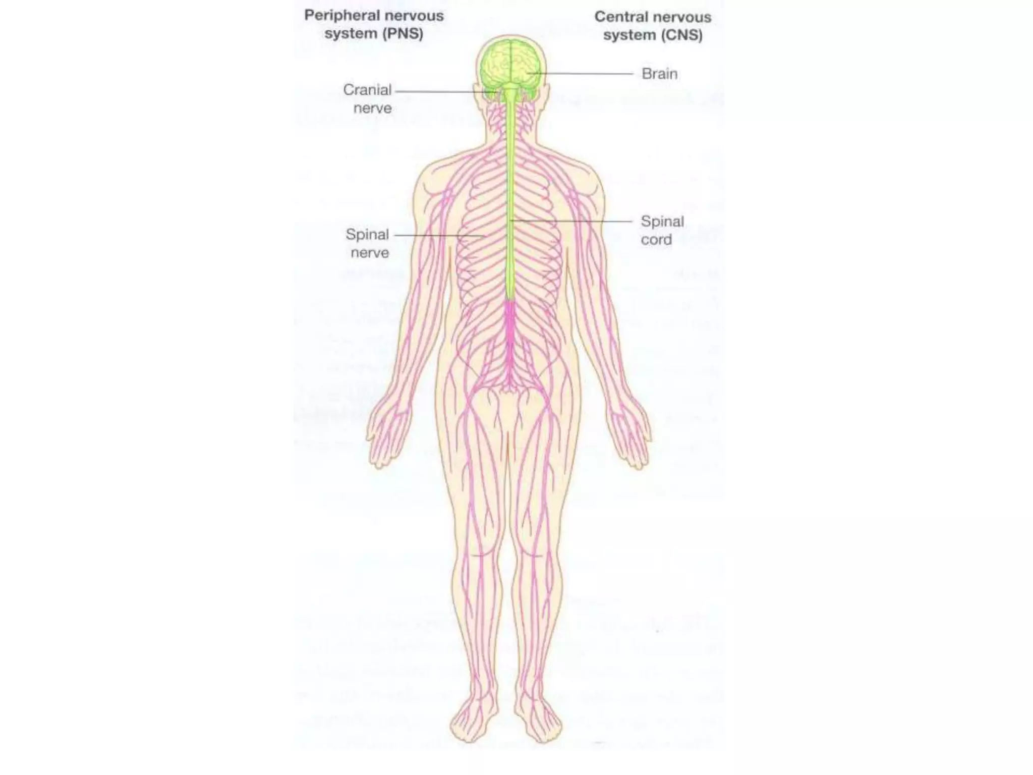 Structural organization of nervous system new | PPTX