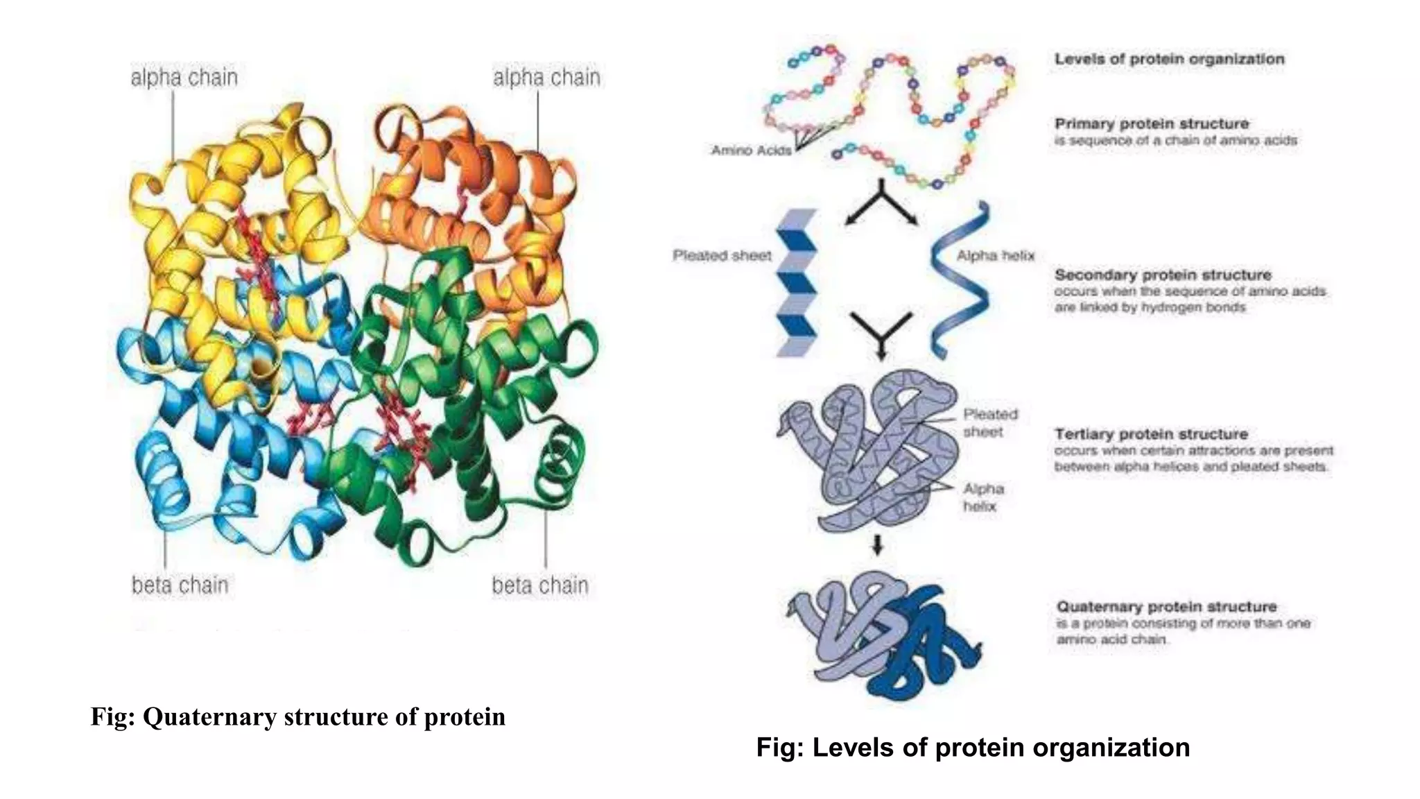 Fig: Quaternary structure of protein
Fig: Levels of protein organization
 