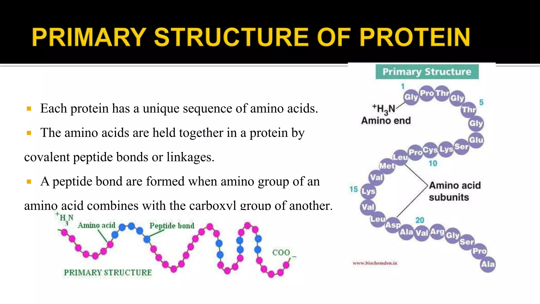  Each protein has a unique sequence of amino acids.
 The amino acids are held together in a protein by
covalent peptide bonds or linkages.
 A peptide bond are formed when amino group of an
amino acid combines with the carboxyl group of another.
 