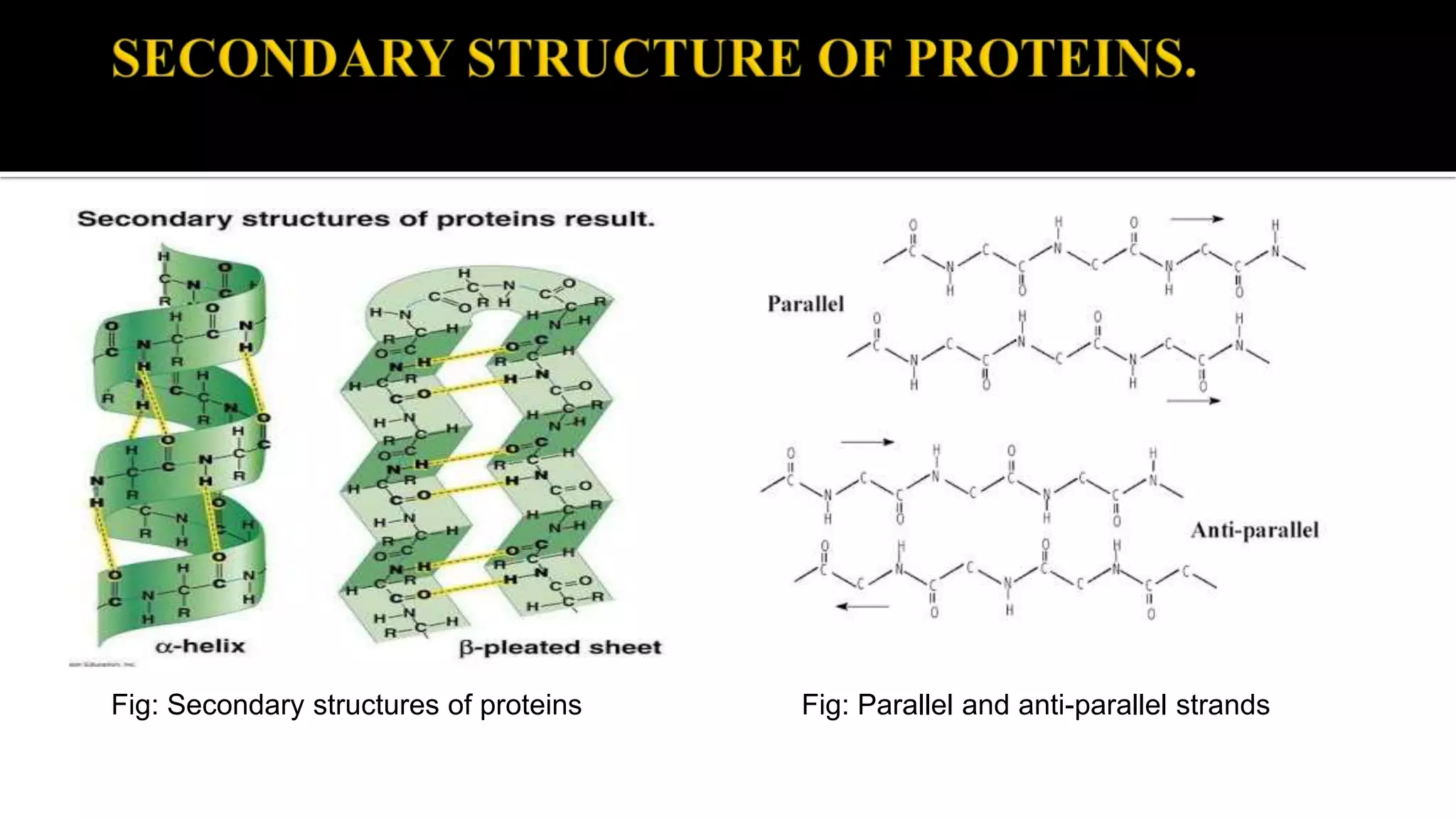 Fig: Secondary structures of proteins Fig: Parallel and anti-parallel strands
 