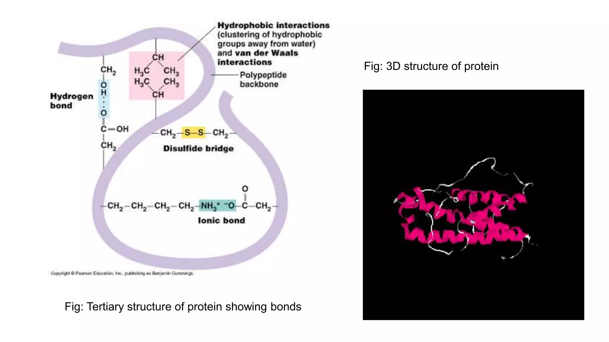 Fig: Tertiary structure of protein showing bonds
Fig: 3D structure of protein
 