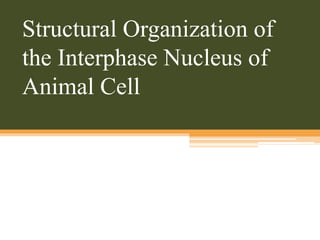 Structural Organization of
the Interphase Nucleus of
Animal Cell
 