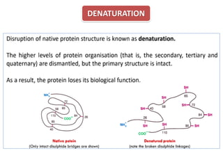 Comprehensive Overview of Protein Structural Organization and Function ...