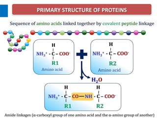 Protein Overview Comprehensive Overview of Protein Structural Organization and Function ...