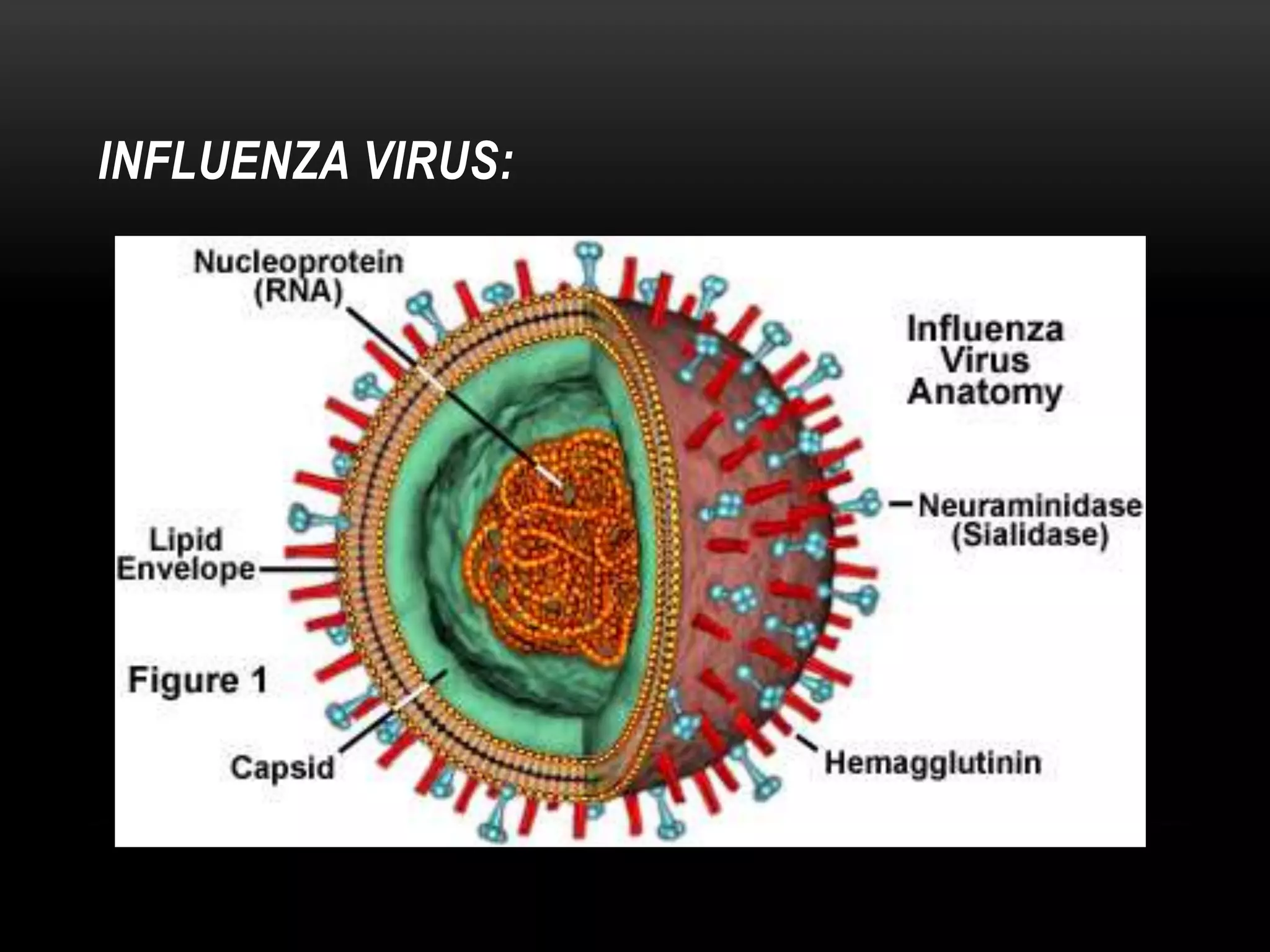 Structural symmetry of viruses | PPTX