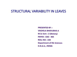 STRUCTURAL VARIABILITY IN LEAVES
 