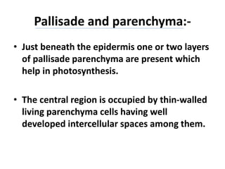 Pallisade and parenchyma:-
• Just beneath the epidermis one or two layers
of pallisade parenchyma are present which
help in photosynthesis.
• The central region is occupied by thin-walled
living parenchyma cells having well
developed intercellular spaces among them.
 