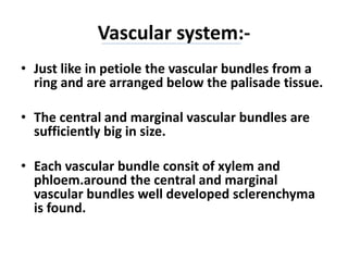 Vascular system:-
• Just like in petiole the vascular bundles from a
ring and are arranged below the palisade tissue.
• The central and marginal vascular bundles are
sufficiently big in size.
• Each vascular bundle consit of xylem and
phloem.around the central and marginal
vascular bundles well developed sclerenchyma
is found.
 