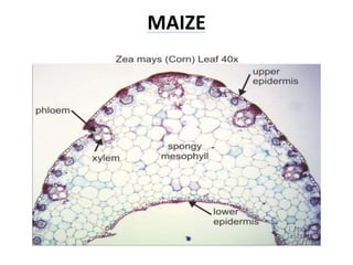 MAIZE
 