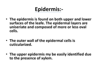 Epidermis:-
• The epidermis is found on both upper and lower
surfaces of the leafe. The epidermal layers are
uniseriate and composed of more or less oval
cells.
• The outer wall of the epidermal cells is
cuticularized.
• The upper epidermis my be easily identified due
to the presence of xylem.
 