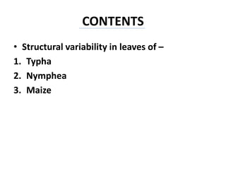 CONTENTS
• Structural variability in leaves of –
1. Typha
2. Nymphea
3. Maize
 