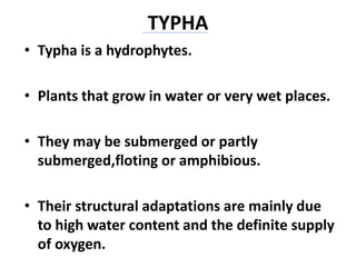 TYPHA
• Typha is a hydrophytes.
• Plants that grow in water or very wet places.
• They may be submerged or partly
submerged,floting or amphibious.
• Their structural adaptations are mainly due
to high water content and the definite supply
of oxygen.
 