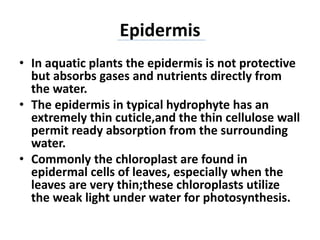 Epidermis
• In aquatic plants the epidermis is not protective
but absorbs gases and nutrients directly from
the water.
• The epidermis in typical hydrophyte has an
extremely thin cuticle,and the thin cellulose wall
permit ready absorption from the surrounding
water.
• Commonly the chloroplast are found in
epidermal cells of leaves, especially when the
leaves are very thin;these chloroplasts utilize
the weak light under water for photosynthesis.
 