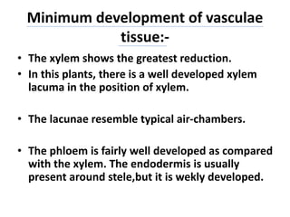 Minimum development of vasculae
tissue:-
• The xylem shows the greatest reduction.
• In this plants, there is a well developed xylem
lacuma in the position of xylem.
• The lacunae resemble typical air-chambers.
• The phloem is fairly well developed as compared
with the xylem. The endodermis is usually
present around stele,but it is wekly developed.
 