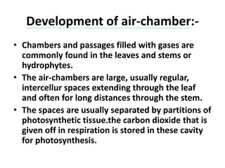 Development of air-chamber:-
• Chambers and passages filled with gases are
commonly found in the leaves and stems or
hydrophytes.
• The air-chambers are large, usually regular,
intercellur spaces extending through the leaf
and often for long distances through the stem.
• The spaces are usually separated by partitions of
photosynthetic tissue.the carbon dioxide that is
given off in respiration is stored in these cavity
for photosynthesis.
 