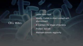 CELL WALL
• Outer most layer
• Mostly, Comes in direct contact with
environment
• It maintain the shape of bacteria
• Protect the cell
• Maintain osmotic regularity
 