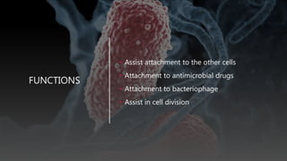 FUNCTIONS
• Assist attachment to the other cells
• Attachment to antimicrobial drugs
• Attachment to bacteriophage
• Assist in cell division
 