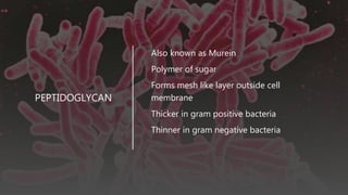 PEPTIDOGLYCAN
• Also known as Murein
• Polymer of sugar
• Forms mesh like layer outside cell
membrane
• Thicker in gram positive bacteria
• Thinner in gram negative bacteria
 