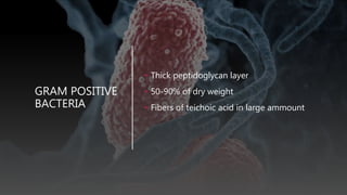 GRAM POSITIVE
BACTERIA
• Thick peptidoglycan layer
• 50-90% of dry weight
• Fibers of teichoic acid in large ammount
 