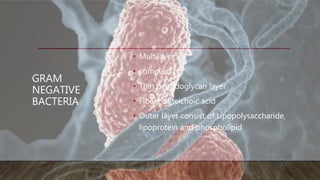 GRAM
NEGATIVE
BACTERIA
• Multilayer
• complex
• Thin peptidoglycan layer
• Fibers of teichoic acid
• Outer layer consist of Lipopolysaccharide,
lipoprotein and phospholipid
 