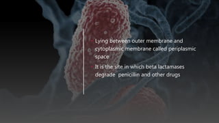 • Lying between outer membrane and
cytoplasmic membrane called periplasmic
space
• It is the site in which beta lactamases
degrade penicillin and other drugs
 