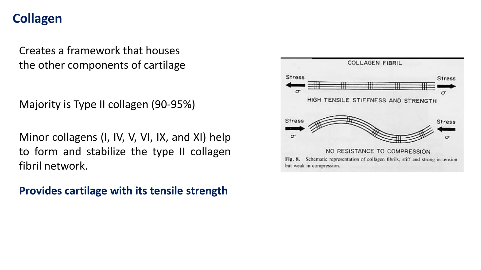 Collagen
Majority is Type II collagen (90-95%)
Minor collagens (I, IV, V, VI, IX, and XI) help
to form and stabilize the type II collagen
fibril network.
Provides cartilage with its tensile strength
Creates a framework that houses
the other components of cartilage
 
