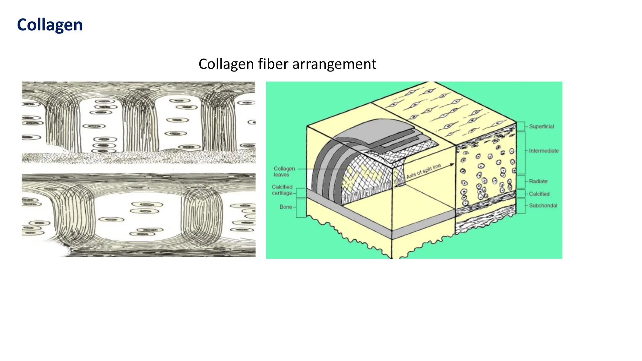 Collagen
Collagen fiber arrangement
 