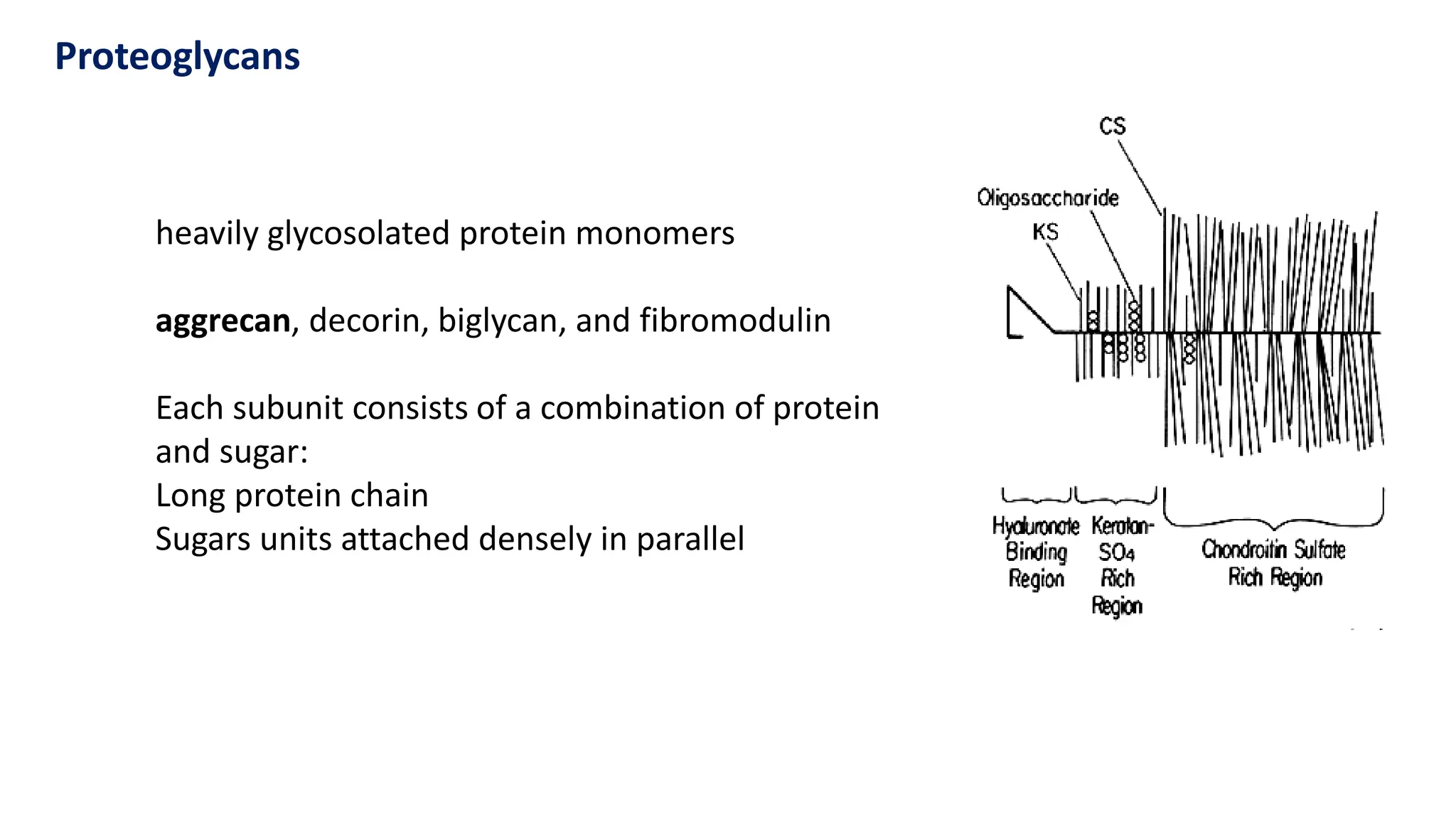 Proteoglycans
heavily glycosolated protein monomers
aggrecan, decorin, biglycan, and fibromodulin
Each subunit consists of a combination of protein
and sugar:
Long protein chain
Sugars units attached densely in parallel
 
