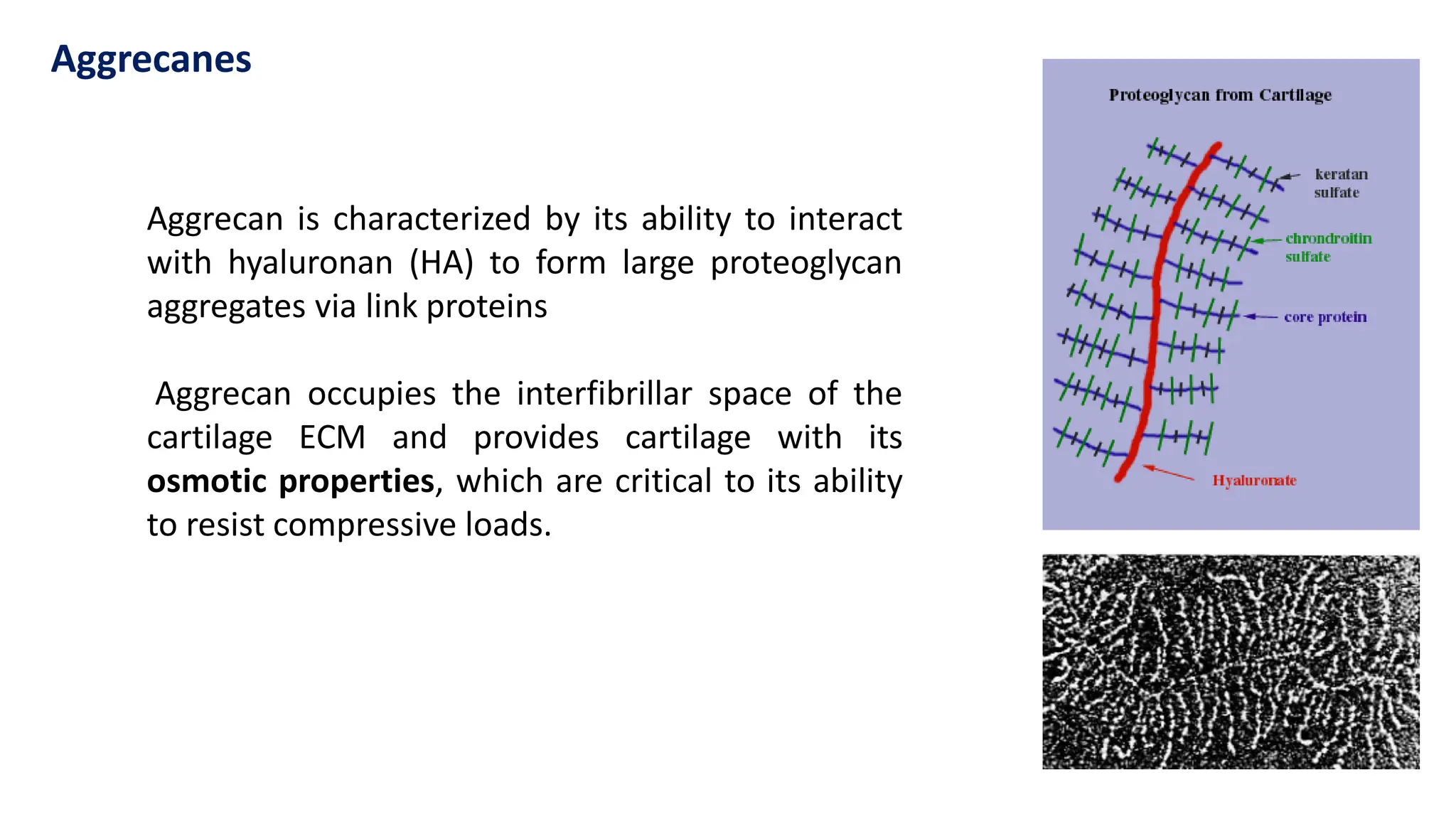 Aggrecan is characterized by its ability to interact
with hyaluronan (HA) to form large proteoglycan
aggregates via link proteins
Aggrecan occupies the interfibrillar space of the
cartilage ECM and provides cartilage with its
osmotic properties, which are critical to its ability
to resist compressive loads.
Aggrecanes
 