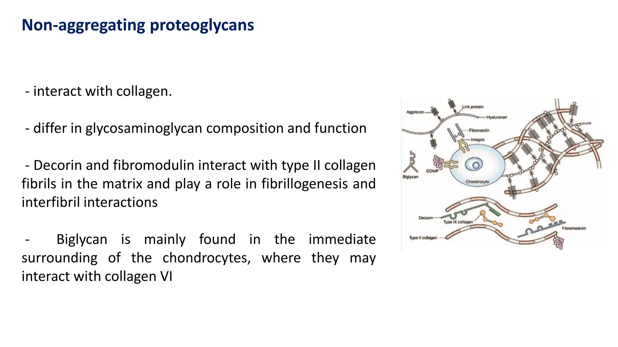 - interact with collagen.
- differ in glycosaminoglycan composition and function
- Decorin and fibromodulin interact with type II collagen
fibrils in the matrix and play a role in fibrillogenesis and
interfibril interactions
- Biglycan is mainly found in the immediate
surrounding of the chondrocytes, where they may
interact with collagen VI
Non-aggregating proteoglycans
 