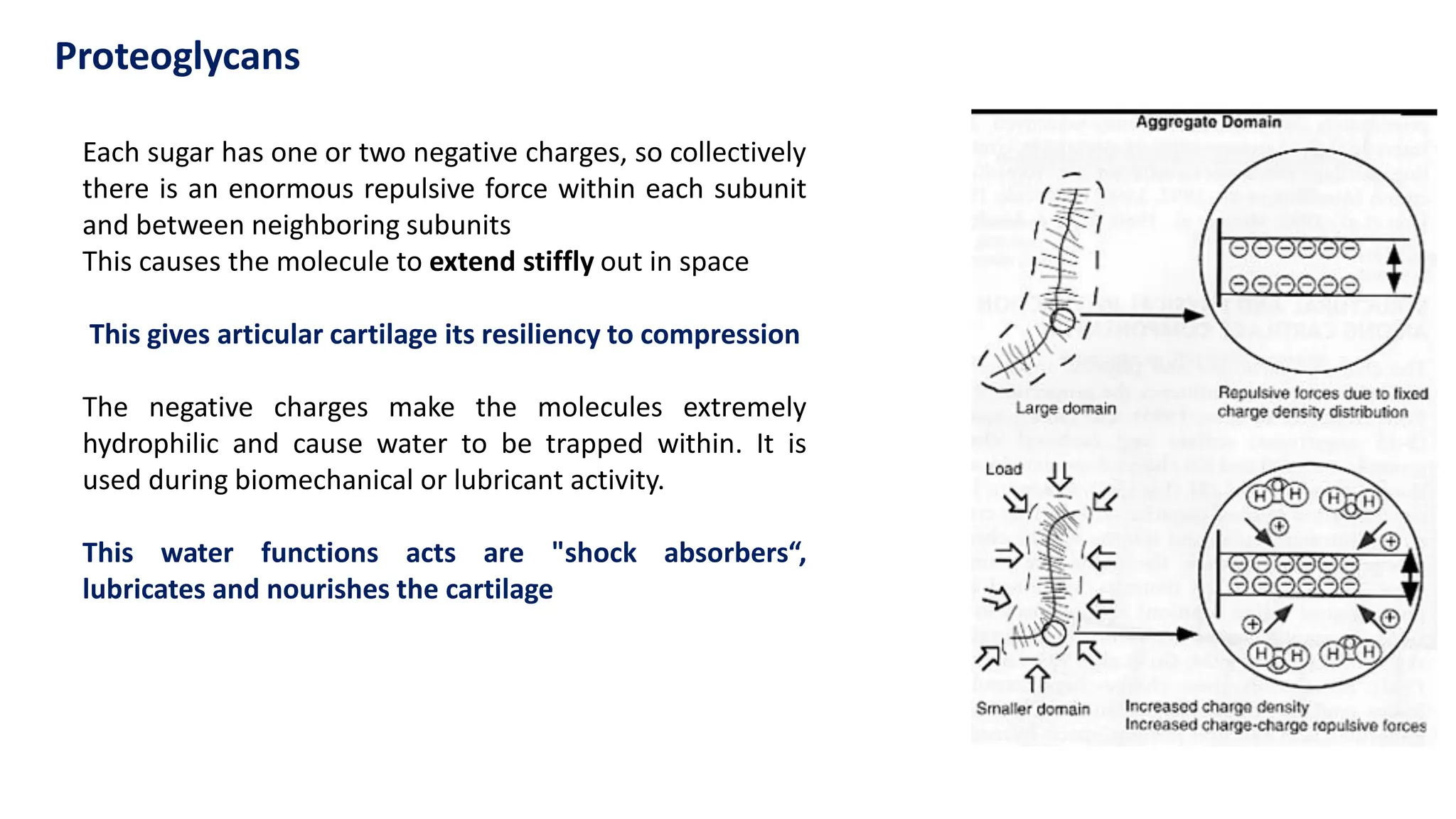 Each sugar has one or two negative charges, so collectively
there is an enormous repulsive force within each subunit
and between neighboring subunits
This causes the molecule to extend stiffly out in space
This gives articular cartilage its resiliency to compression
The negative charges make the molecules extremely
hydrophilic and cause water to be trapped within. It is
used during biomechanical or lubricant activity.
This water functions acts are "shock absorbers“,
lubricates and nourishes the cartilage
Proteoglycans
 