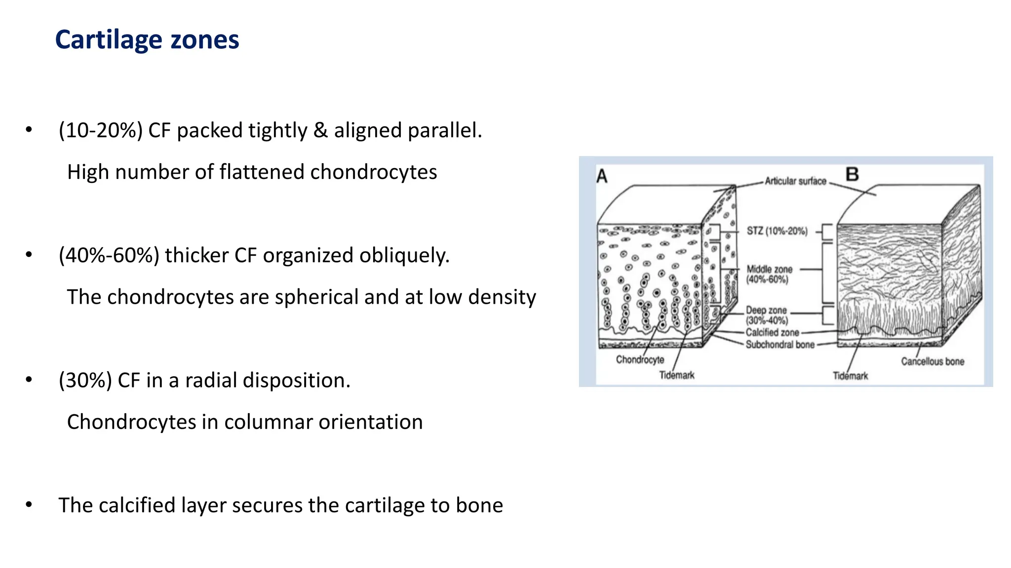 • (10-20%) CF packed tightly & aligned parallel.
High number of flattened chondrocytes
• (40%-60%) thicker CF organized obliquely.
The chondrocytes are spherical and at low density
• (30%) CF in a radial disposition.
Chondrocytes in columnar orientation
• The calcified layer secures the cartilage to bone
Cartilage zones
 