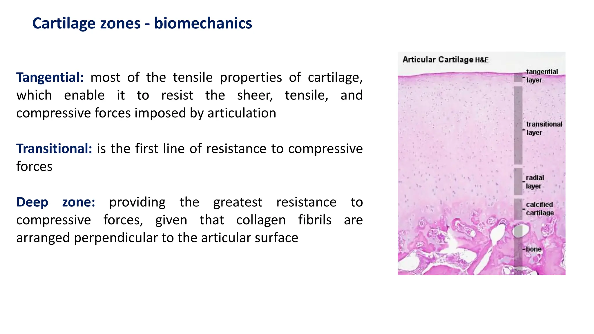 Tangential: most of the tensile properties of cartilage,
which enable it to resist the sheer, tensile, and
compressive forces imposed by articulation
Transitional: is the first line of resistance to compressive
forces
Deep zone: providing the greatest resistance to
compressive forces, given that collagen fibrils are
arranged perpendicular to the articular surface
Cartilage zones - biomechanics
 