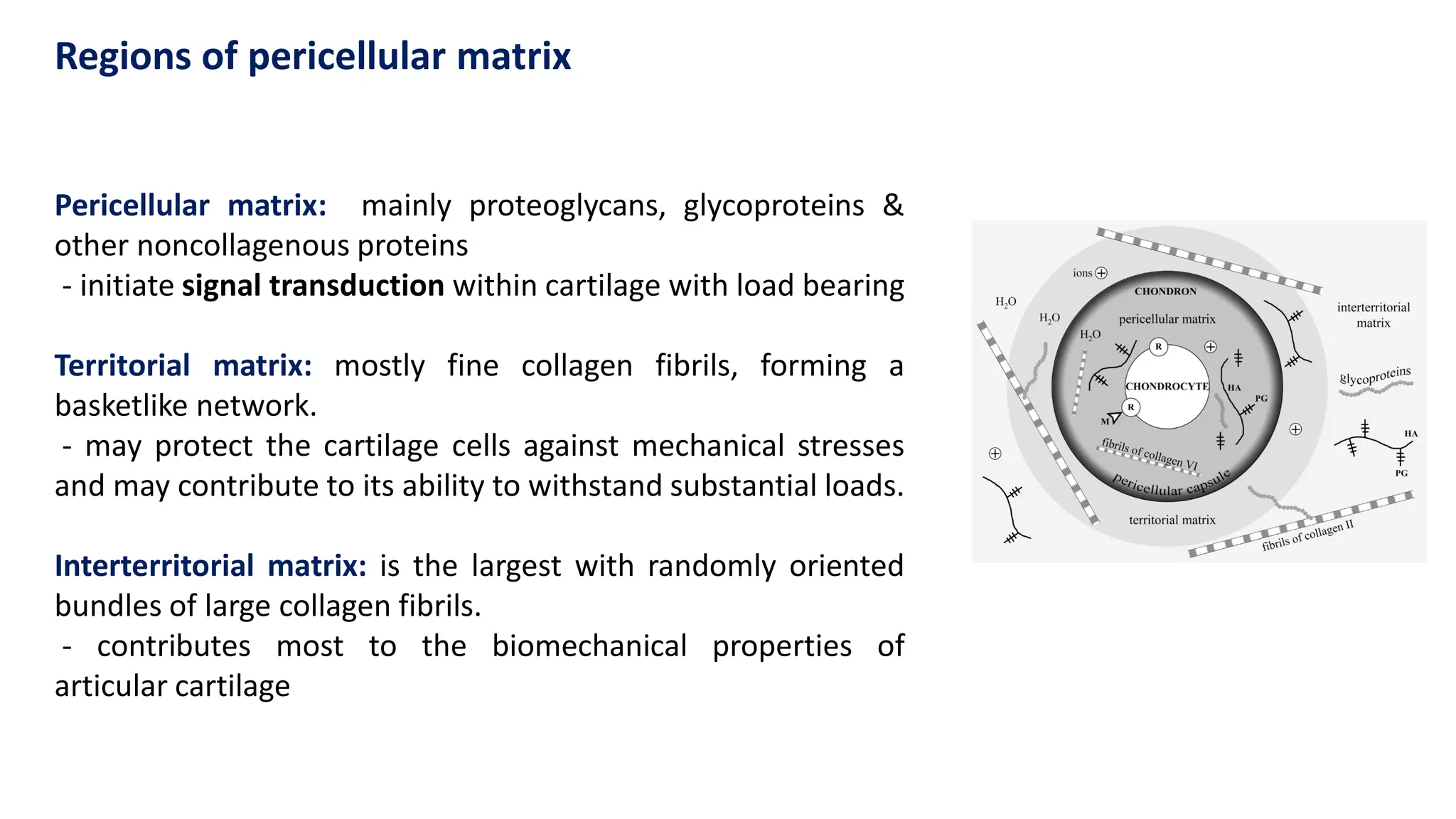 Pericellular matrix: mainly proteoglycans, glycoproteins &
other noncollagenous proteins
- initiate signal transduction within cartilage with load bearing
Territorial matrix: mostly fine collagen fibrils, forming a
basketlike network.
- may protect the cartilage cells against mechanical stresses
and may contribute to its ability to withstand substantial loads.
Interterritorial matrix: is the largest with randomly oriented
bundles of large collagen fibrils.
- contributes most to the biomechanical properties of
articular cartilage
Regions of pericellular matrix
 